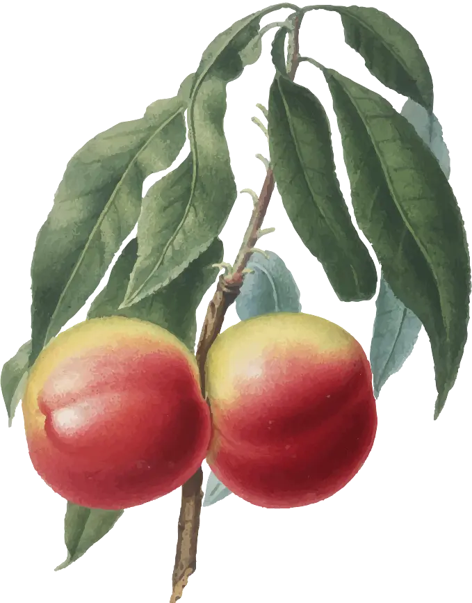 Pêcher et néctarinier